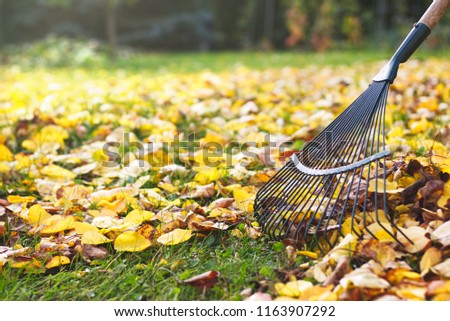 Rake with fallen leaves at autumn. Gardening during fall season. Cleaning lawn from leaves. 