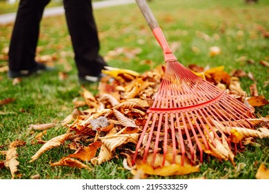 Rake with fallen leaves in autumn. Harvesting autumn leaves. Volunteering, cleaning, and ecology concept. Seasonal gardening.