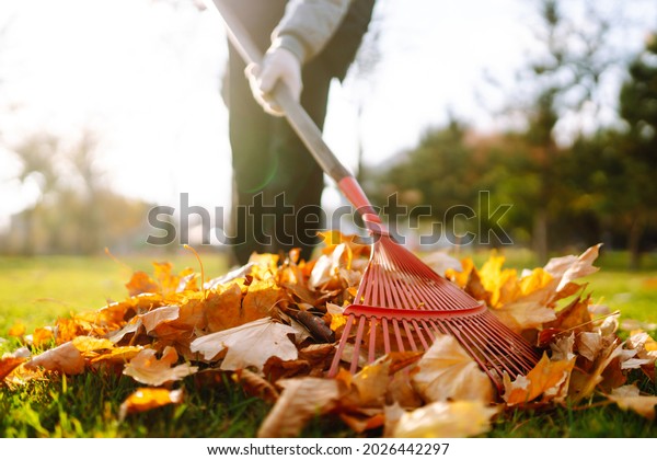 Rake with fallen leaves in autumn. \
Man cleans the autumn park from yellow leaves. Volunteering,\
cleaning, and ecology concept. Seasonal\
gardening.