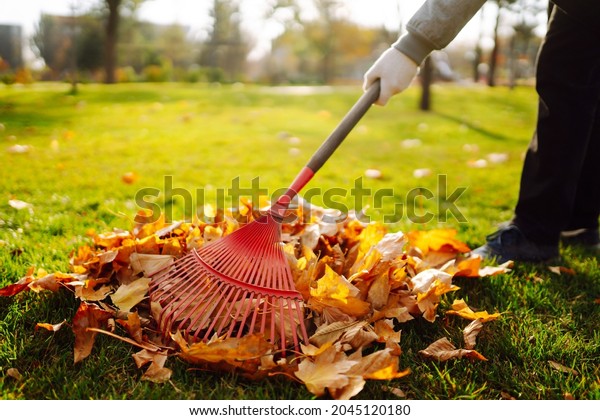 Rake with fallen leaves in\
the park. Autumn garden works.  Volunteering, cleaning, and ecology\
concept.