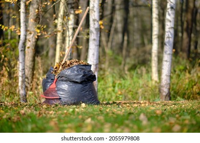 Rake For Harvesting Fallen Leaves, Bags Of Leaves, Side View