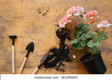 Rake Shovel, Earth And Blooming Geraniums On A Wooden Background, Gardening And Repotting Concept Of Home Flowers