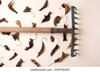 Rake Sweeping Leaves On White Background, Studio Photography Autumn Concept. Dry Leaves, Deciduous, Maintenance And Cleaning Of The Garden, Place To Writte