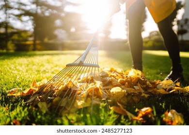 Raking of autumn leaves in the park, in the garden. Using a rake to clear fallen leaves. The concept of volunteering, seasonal gardening.