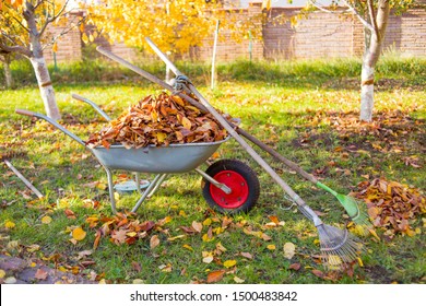 Raking Herbst Blätter im Garten. Rollkarren mit getrockneten Blättern. Herbstblattreinigung. Pile von Herbstblättern mit Fächerrake auf Rasen