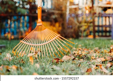 Raking Fall Leaves On Lawn With Rake In The Yard In Autumn. Cleaning Leaf In Garden In Spring. Seasonal Work. Spring Clean In Garden Back Yard.