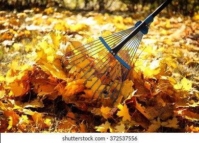 Raking Fall Leaves With Rake