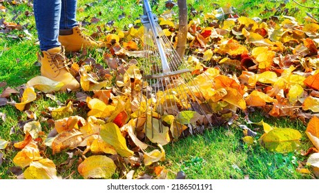 Raking fallen leaves. The gardener cleans the lawn from leaves with a metal fan rake. Working with a fan rake in an orchard. Lawn and orchard care in autumn on a sunny day. - Powered by Shutterstock