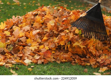 Raking leaf pile