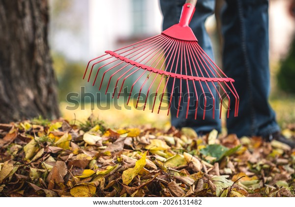 Raking leaves from lawn in garden. Rake closeup.\
Gardening in fall season