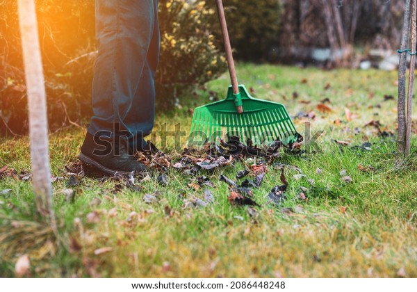 Raking leaves. The man is raking leaves with a\
rake. The concept of preparing the garden for winter, spring.\
Taking care of the\
garden.