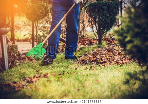 Raking leaves. The man is raking leaves with a\
rake. The concept of preparing the garden for winter, spring.\
Taking care of the\
garden.