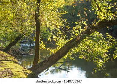 Raleigh, NC/USA-10/24/19:Trees Hang Over Neuse River In Fall. Light Illuminates The Leaves Of An Old Tree.