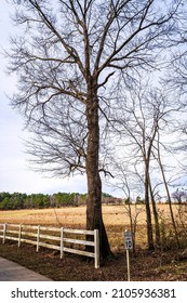 Raleigh, North Carolina USA-01 13 2021: A Fence And A Bare Tree On The Neuse River Trail