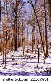 Raleigh, North Carolina USA-01 24 2022: Williamson Preserve, Bootleggers Loop Trail in Winter.