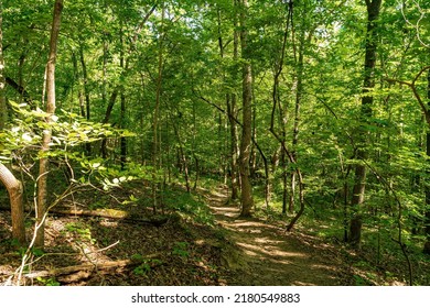 Raleigh, North Carolina USA-07 20 2022: A Trail Down A Hill At Clemmons State Forest.
