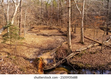 Raleigh, North Carolina USA-1 13 2022: A Forest Creek in Williamson Preserve on the Bootlegger's Loop Trail.
