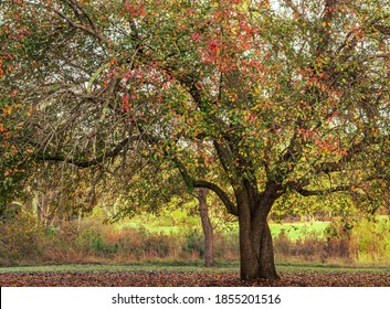 Raleigh, North Carolina/USA-11/15/2020: A Pecan Tree Displaying Autumn Colors at Wendell Park