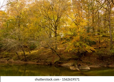 Raleigh,NC/USA-11/18/19:Autumn Leaves Along The Bank Of The Neuse River On The Neuse River Trail.