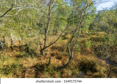 Raleigh,NC/USA-11/2/19:A Wetland Habitat At Turnipseed Nature Preserve Wake County Parks.