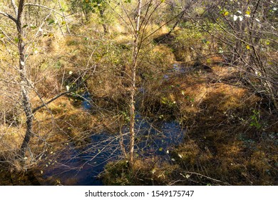 Raleigh,NC/USA-11/2/19:A Wetland Habitat At Turnipseed Nature Preserve Wake County Parks.