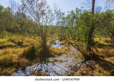 Raleigh,NC/USA-11/2/19:wetlands Scene At Turnipseed Preserve Wake County Parks.