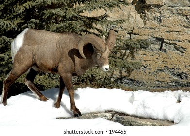 Ram
