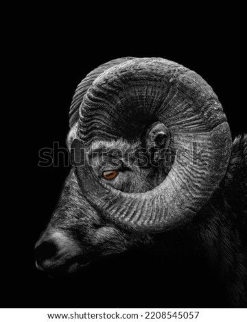 Ram animal , Close up of head and horns of a wild big horned , isolated black white	