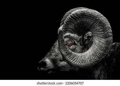 Ram , Close up of head and horns of a wild big horned , isolated to black Background , animal black white - Powered by Shutterstock