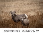 Ram and Ewe in Theodore Roosevelt National Park, North Dakota.