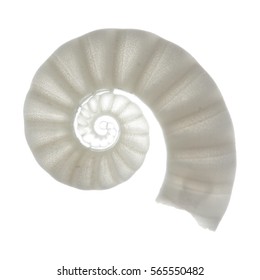 Ram Horn Shell, Spirula, Isolated On White