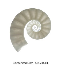 Ram Horn Shell, Spirula, Isolated On White 