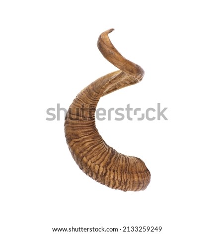 ram horns isolated on white background