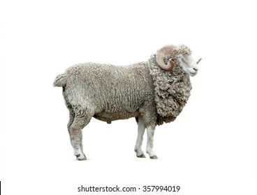 Ram Isolated Over A White Background