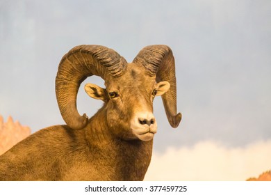 A Ram Looking at Camera with curved horns