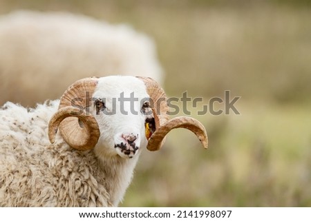 Ram looking at camera with yellowish background, domestic animal concept.