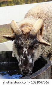 Ram At Mount Vernon Estate In The Winter Drinking Water From Barrel.