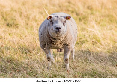 Ram on a farm, face of a male sheep head on, UK - Powered by Shutterstock