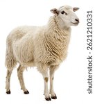 Ram on a white background