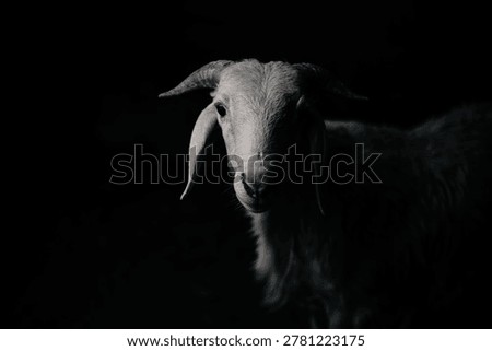 a ram pictured in lowkey lighting