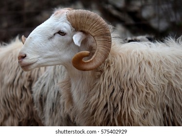 Ram Profile Shot Face Upper Body Stock Photo 575402929 | Shutterstock