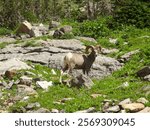 Ram sheep grazing at Glacier National Park.