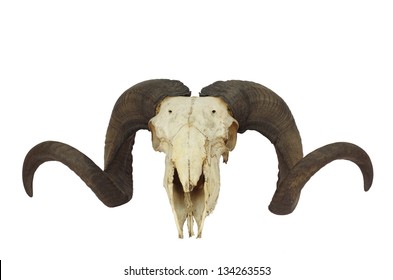 Ram Skull With Big Horn Isolated On White Background