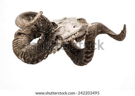 Ram skull. Ram skull with big horn isolated on white background. 