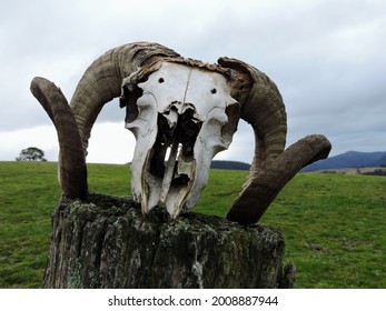 Ram Skull On A Farm Fence Post