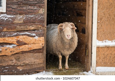 The Ram Is Standing In The Door Of The Barn. Snow. Winter.