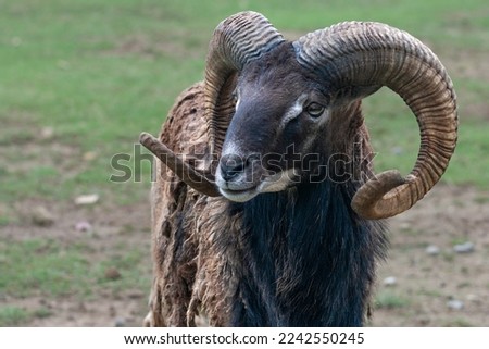 Ram standing with large curled horns
