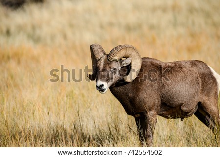 Ram thinking about mathmatics.
