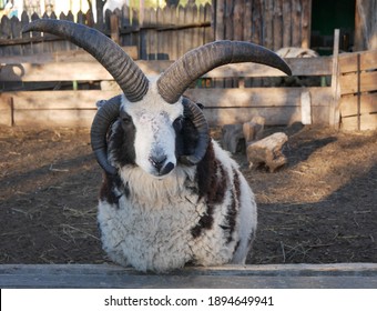 Ram Two Horns Closeup Standing Full Stock Photo 1894649941 | Shutterstock