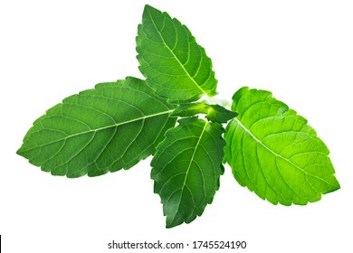 Rama Tulsi Leaves (Ocimum Tenuiflorum Foliage) Isolated